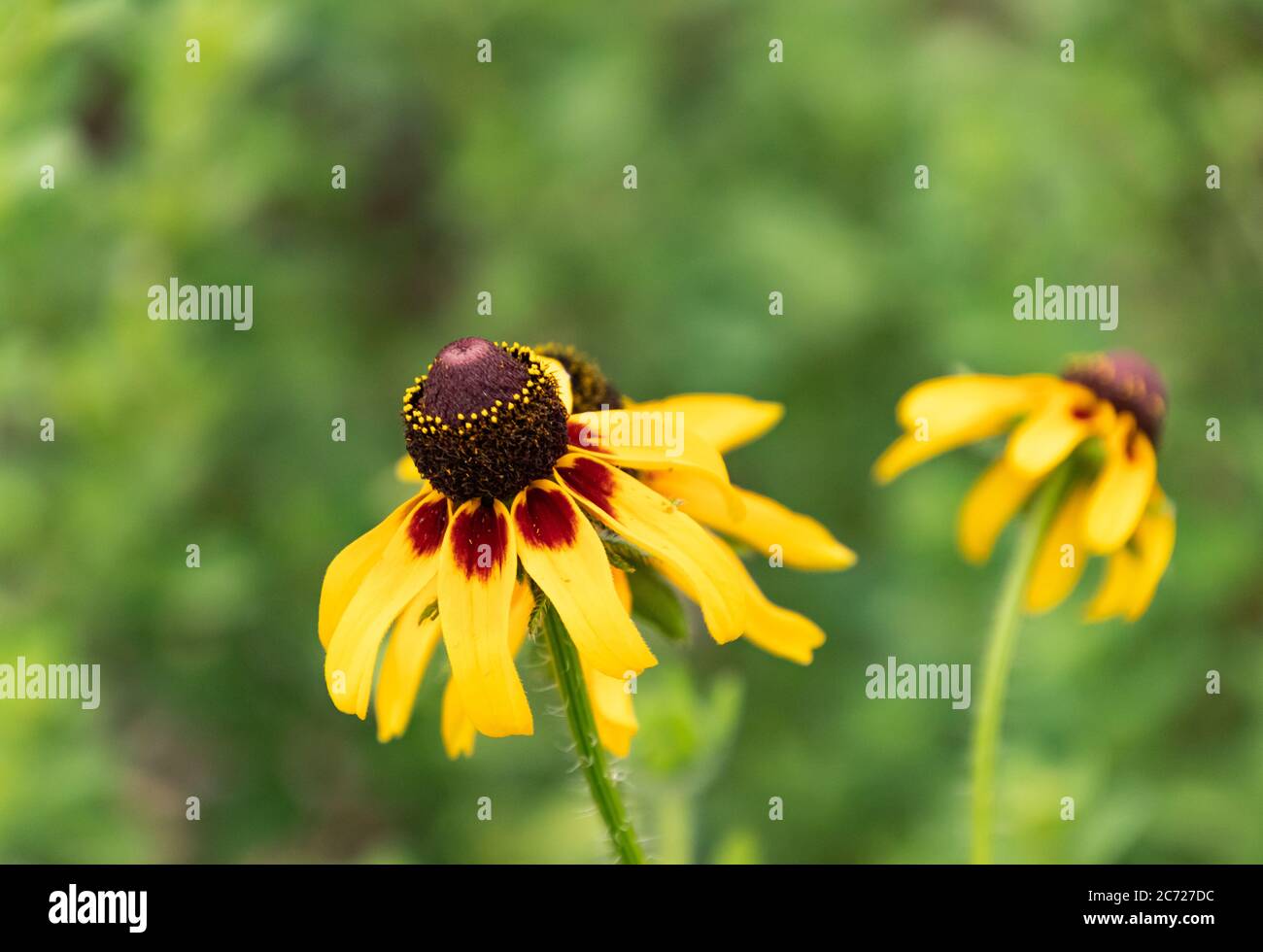 Primo piano di un fiore selvatico giallo di colore nero-giallo Susan con sfondo verde Foto Stock