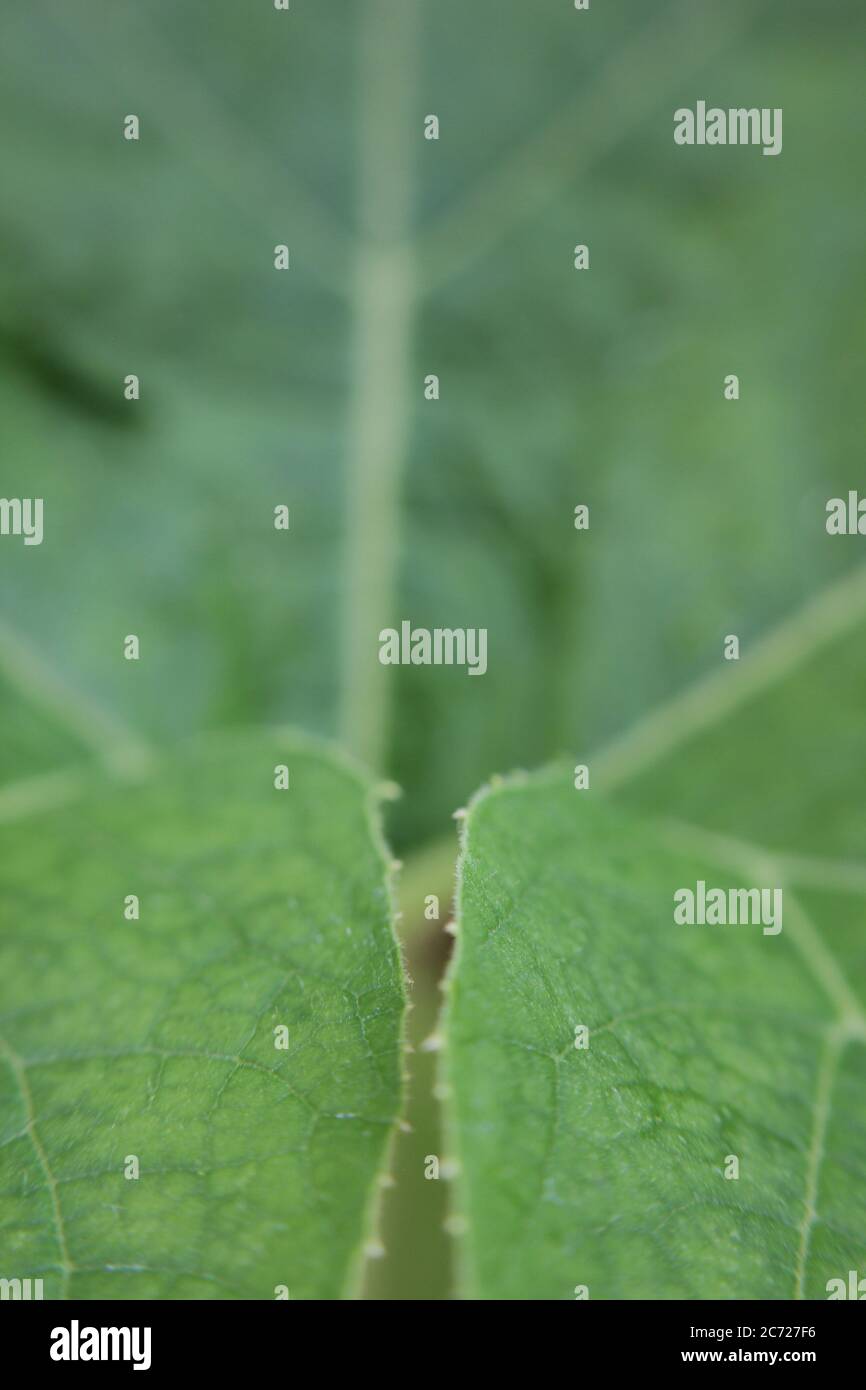 Giardino zucca vite e foglie. Foto Stock