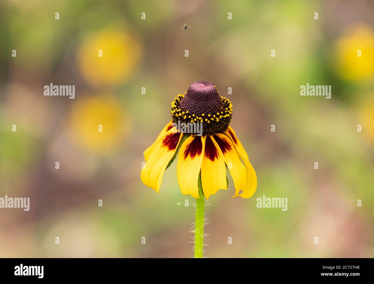 Primo piano di un fiore selvatico giallo di Susan Black Eyed con un piccolo bug che vola sopra di esso Foto Stock