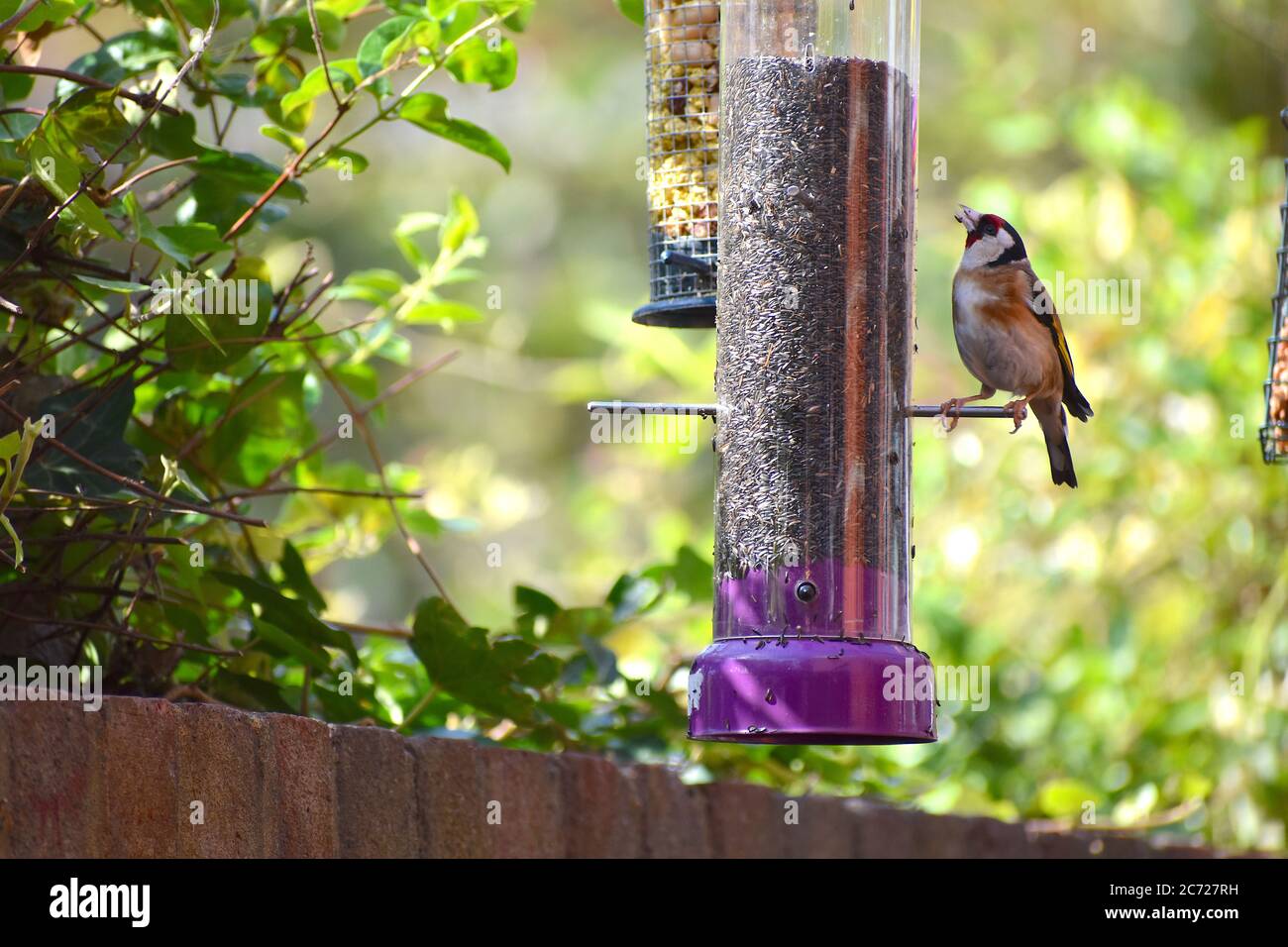 Goldfinch cantare perching su alimentatore di uccelli il suo lungo becco consente di estrarre i semi. Finch con rosso brillante viso giallo wing patch twittering canzone e chiamata Foto Stock