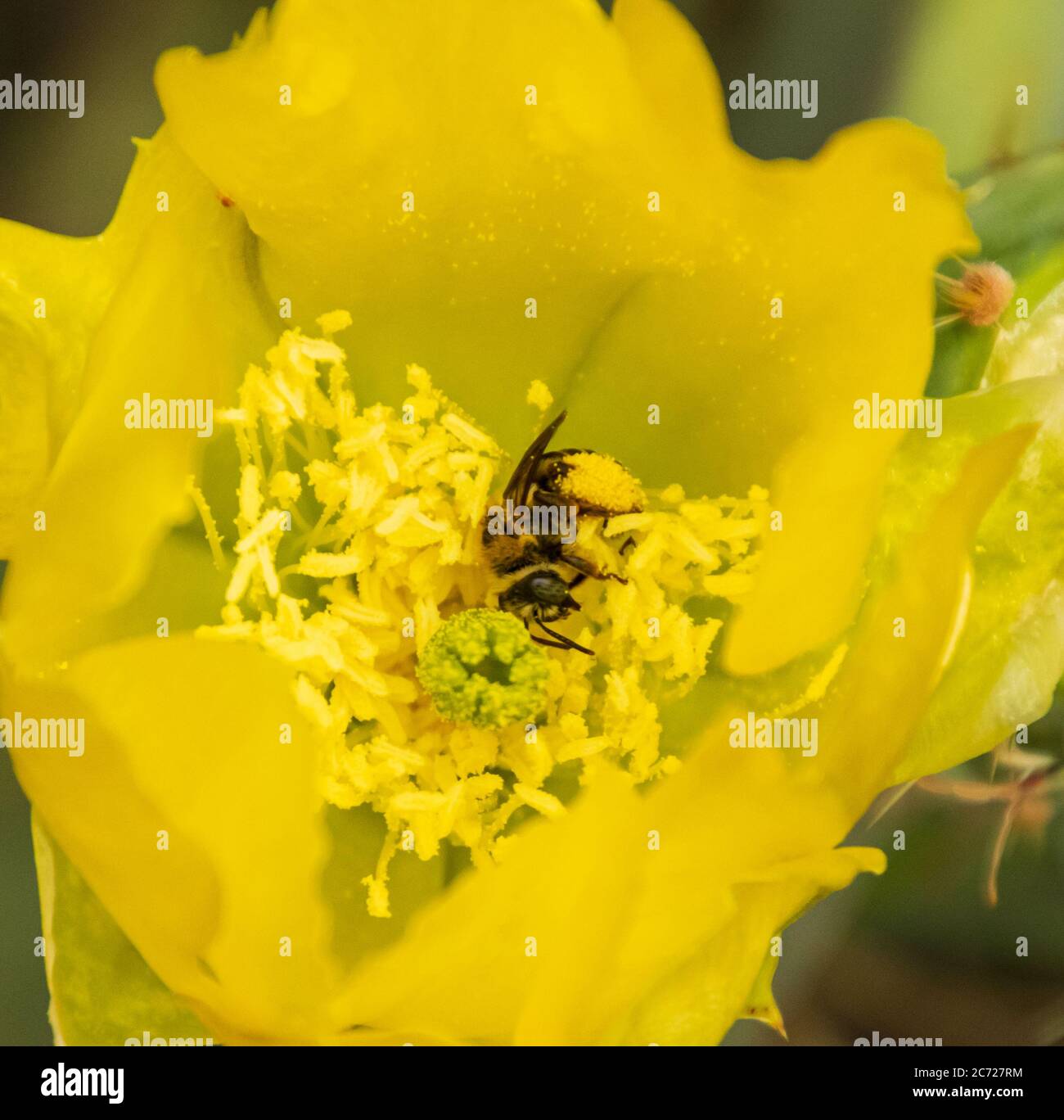 Closeup estremo di un'ape ricoperta di polline all'interno di un fiore giallo di Prickly Pear Cactus Foto Stock