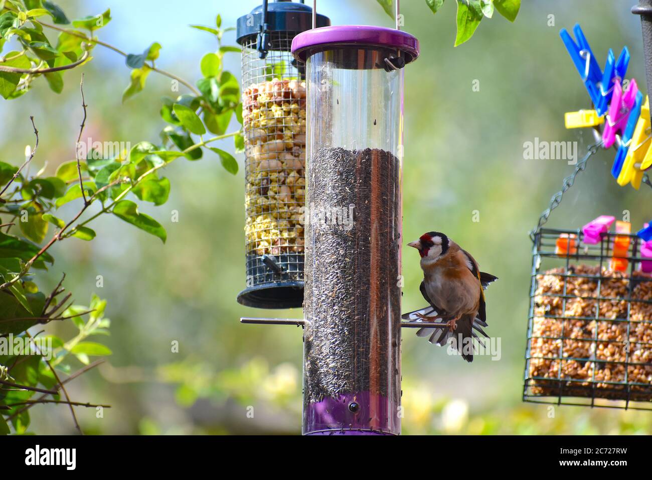 Finch viso rosso altamente colorato con alette gialle cerchiate ha canzone twittering e il suo lungo becco permette di estrarre semi da alimentatori teasels thistles Foto Stock