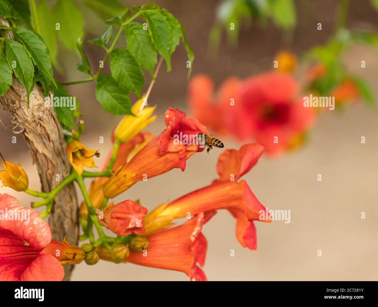 Primo piano di fiori del Creeper Tromba arancione con un'ape che vola verso di essa Foto Stock