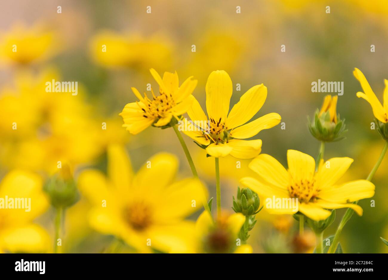 Primo piano di un gruppo di giallo Englemann Daisy Foto Stock
