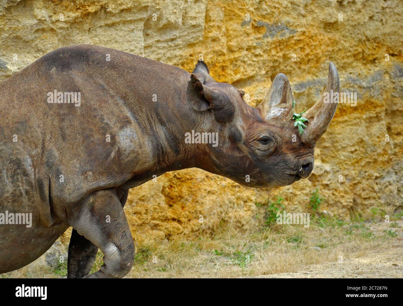 Rinoceronte nero Foto Stock