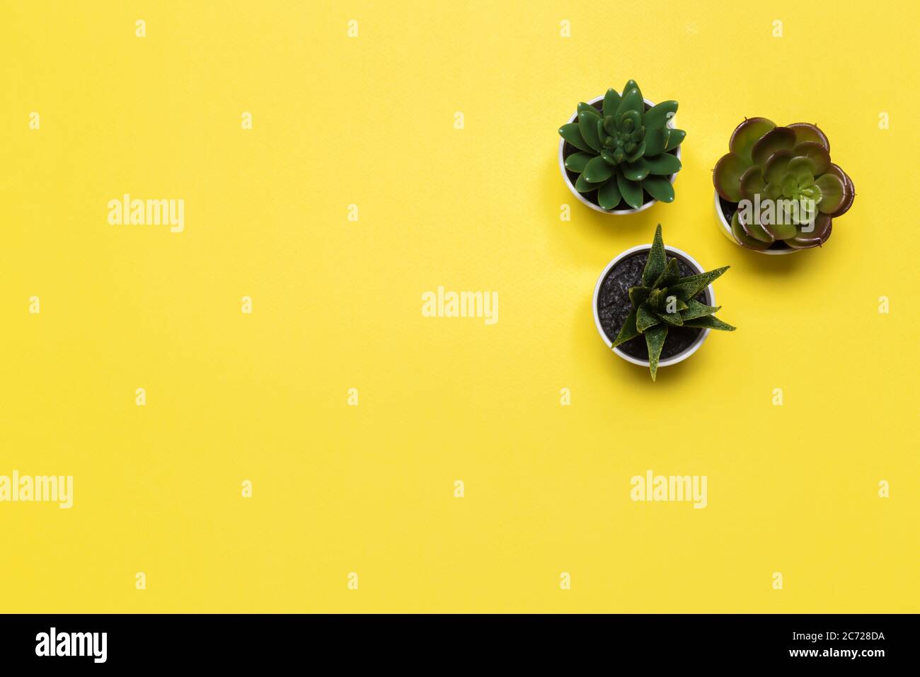 banner o intestazione succulents con piante diverse su uno sfondo giallo morbido. vista dall'alto, copyspace per il tuo testo Foto Stock