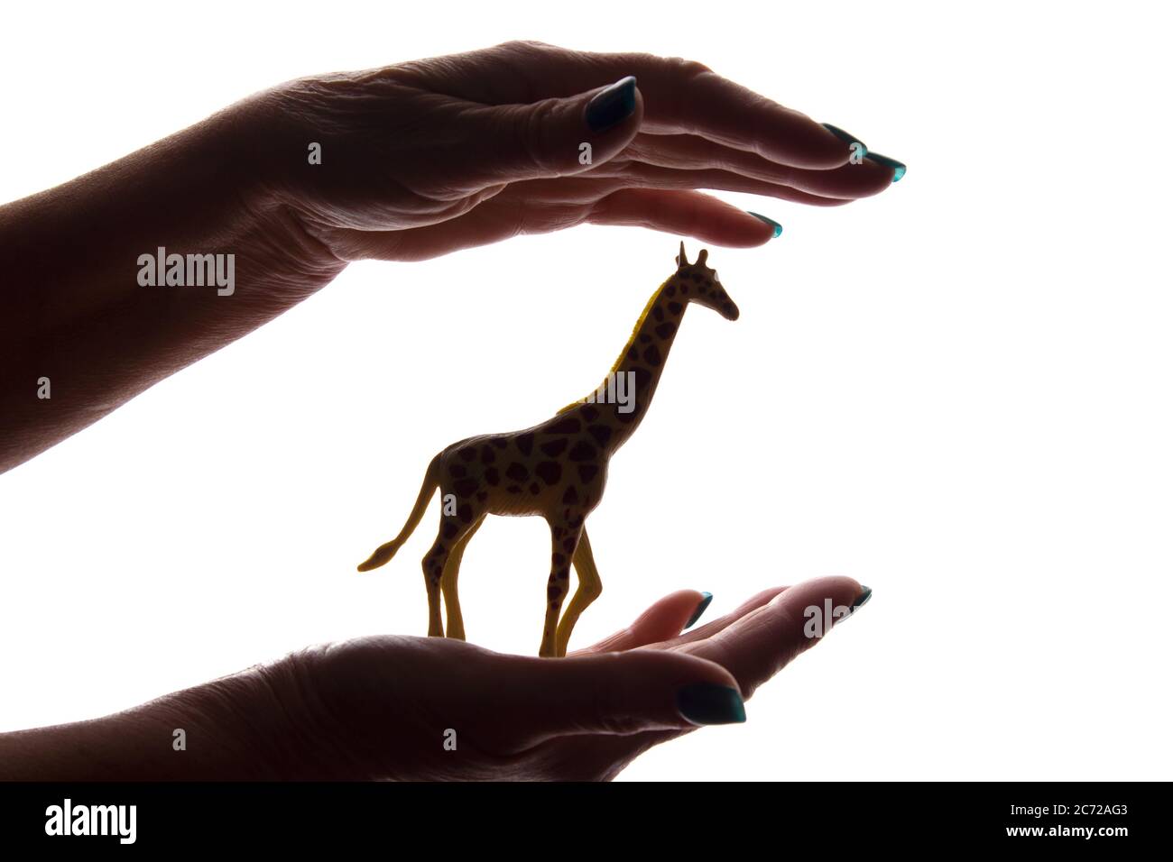 Mani della donna con una rara figura animale in pericolo - silhouette scura isolata, concetto di protezione degli animali dall'estinzione Foto Stock