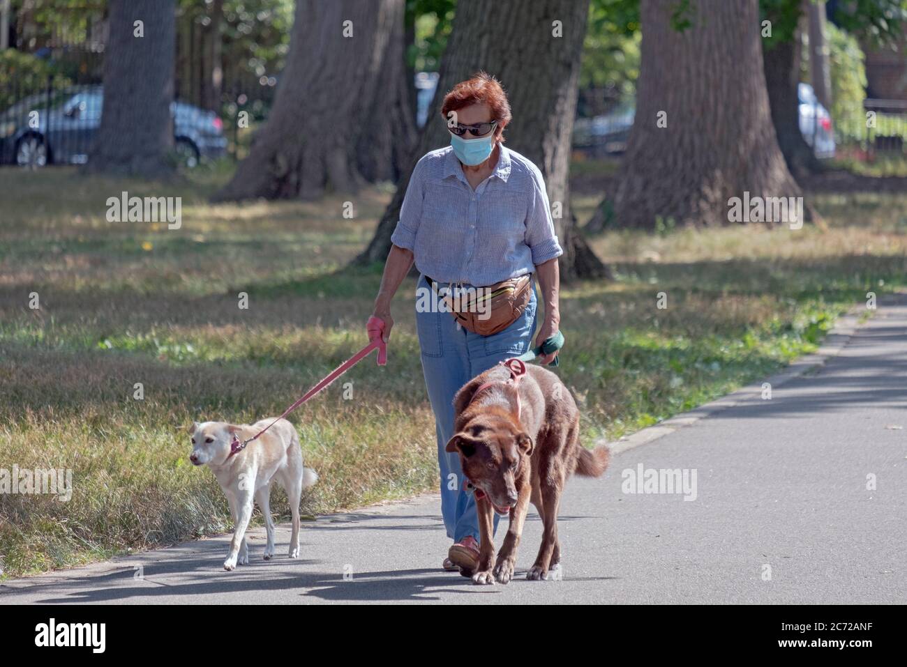 Una donna di mezza età che indossa una maschera chirurgica cammina i suoi due cani nel Kissena Park, Flushing, New York City. Foto Stock