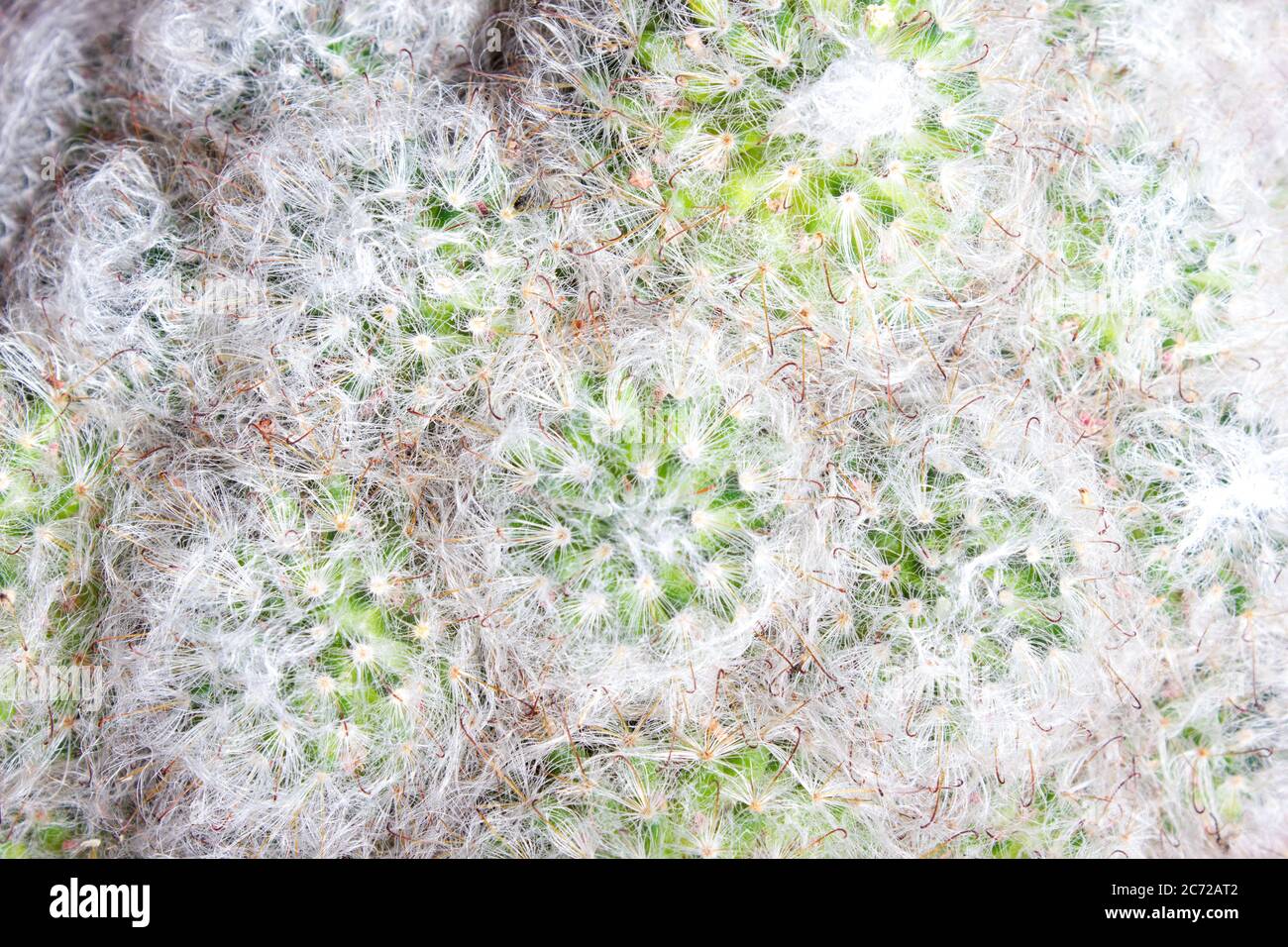 Soffici cactus mammilyaria - tessitura, pianta della casa Foto Stock