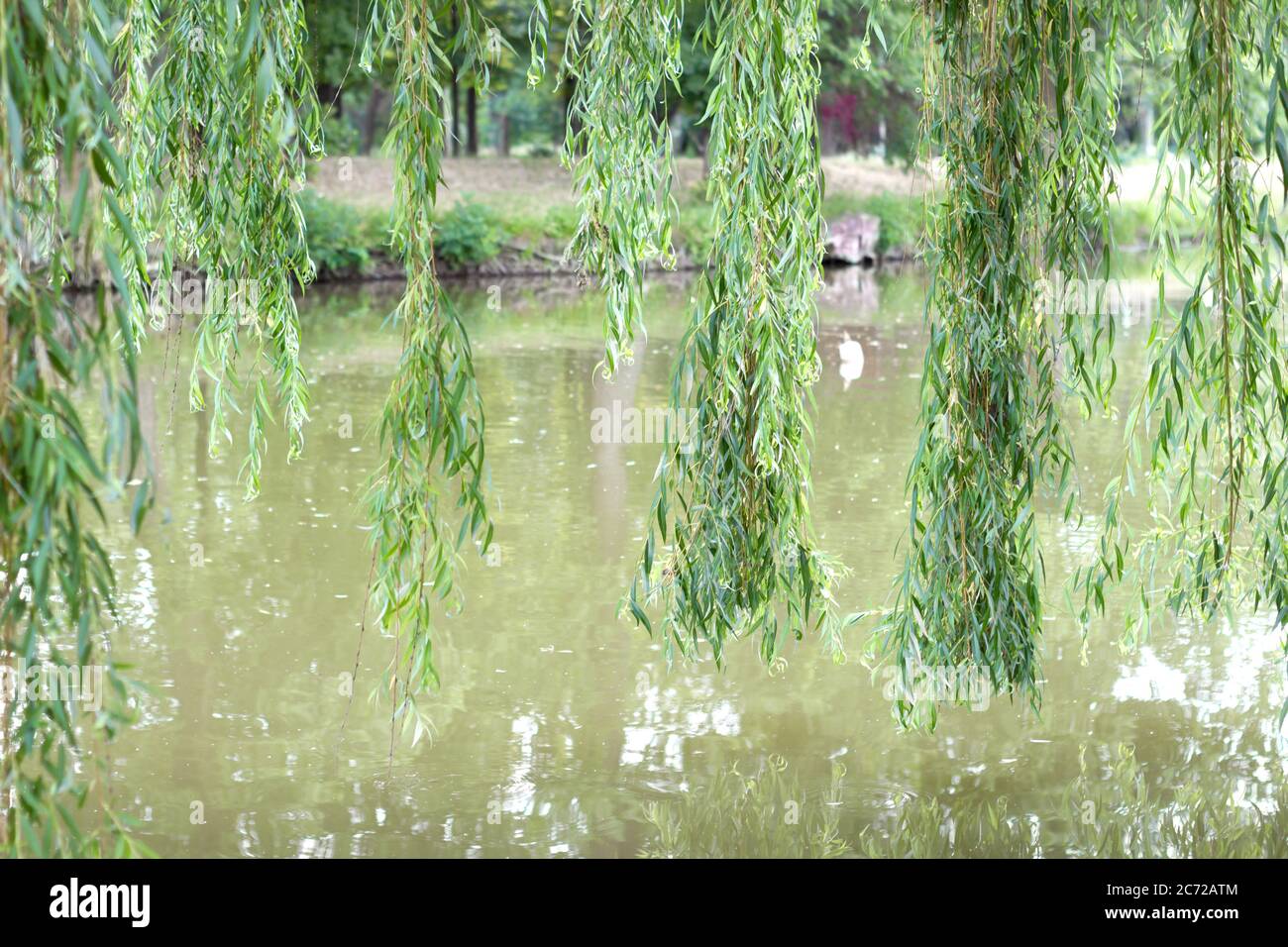 Willow che si affaccia sul fiume - foto di primavera Foto Stock