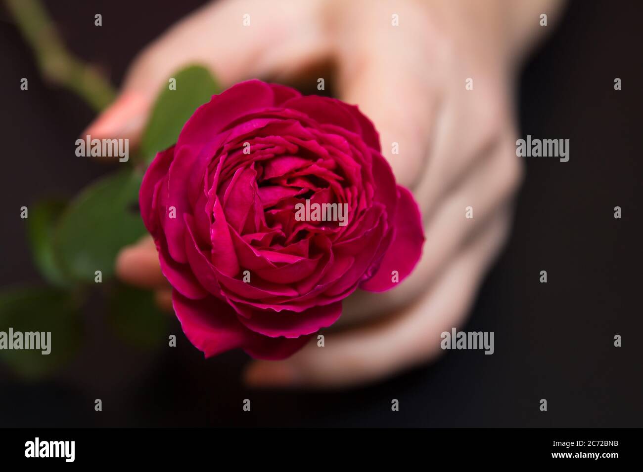 Bella rosa rossa in una mano femminile su uno sfondo nero Foto Stock