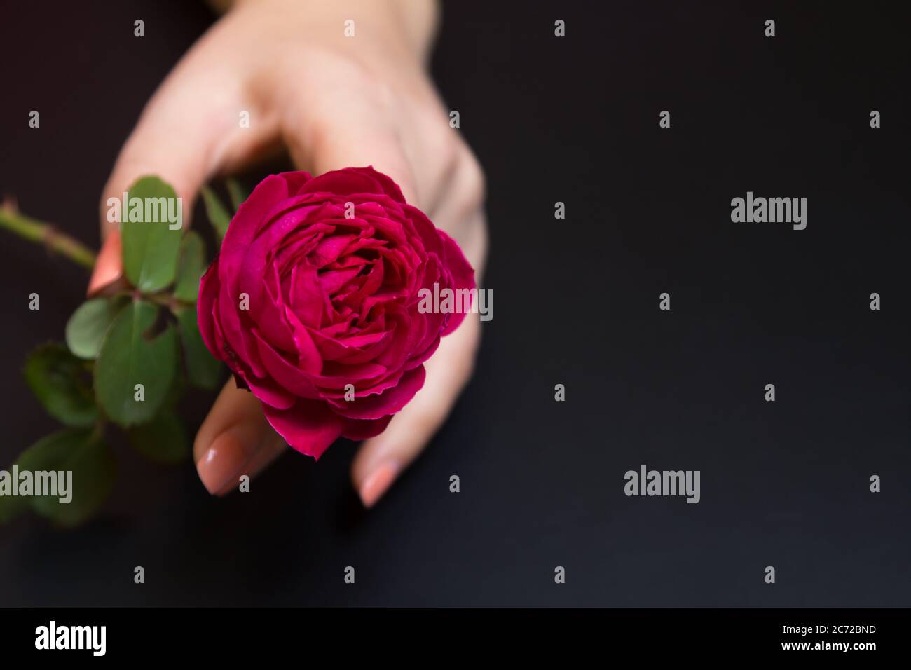 Bella rosa rossa in una mano femminile su uno sfondo nero Foto Stock