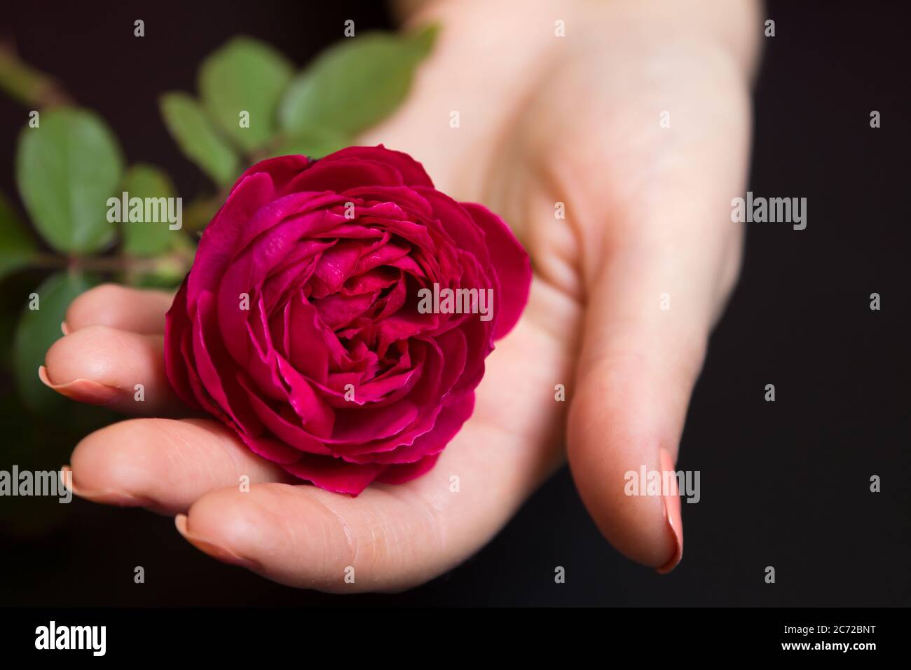 Bella rosa rossa in una mano femminile su uno sfondo nero Foto Stock