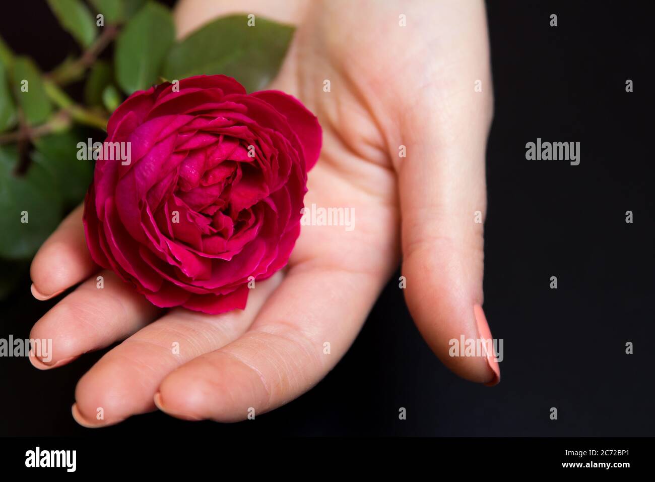 Bella rosa rossa in una mano femminile su uno sfondo nero Foto Stock