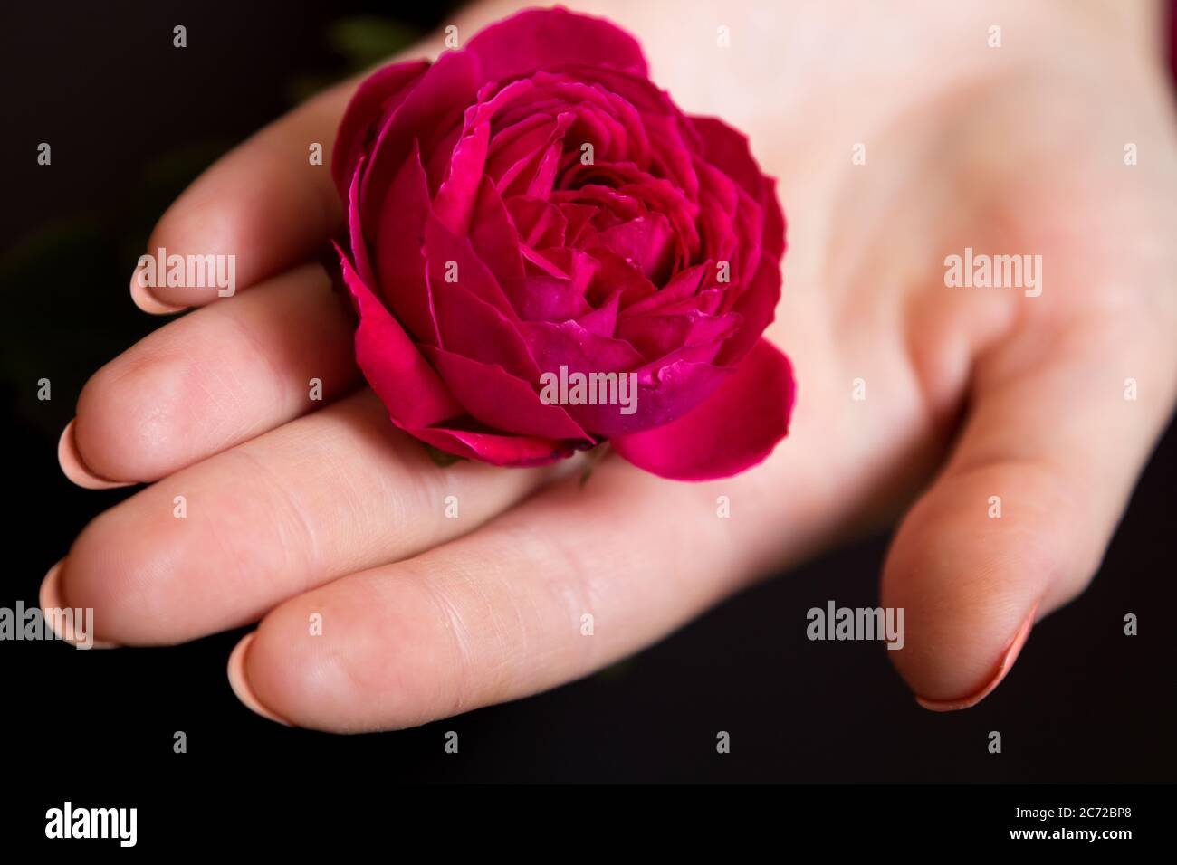 Bella rosa rossa in una mano femminile su uno sfondo nero Foto Stock