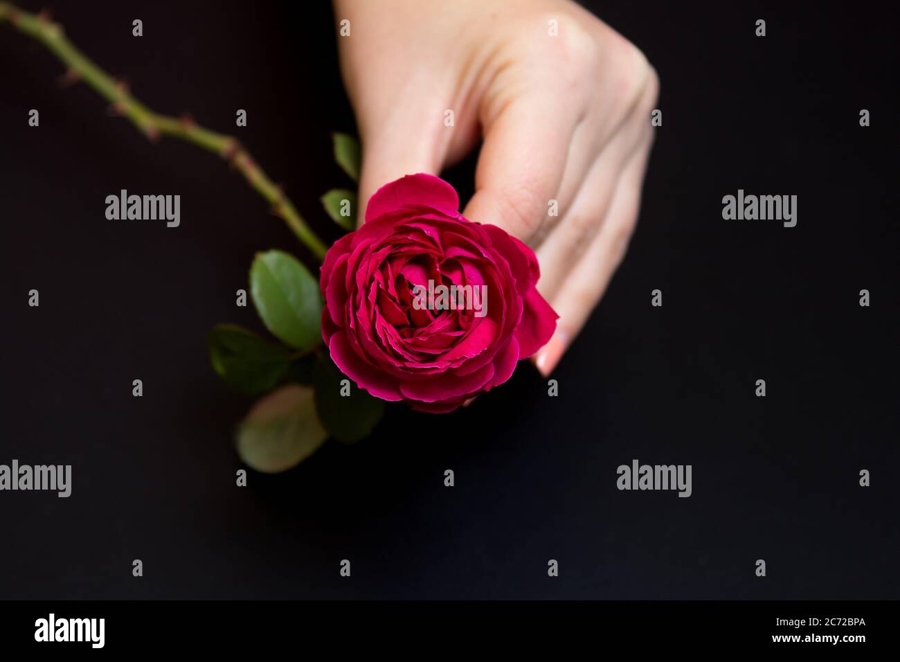 Bella rosa rossa in una mano femminile su uno sfondo nero Foto Stock