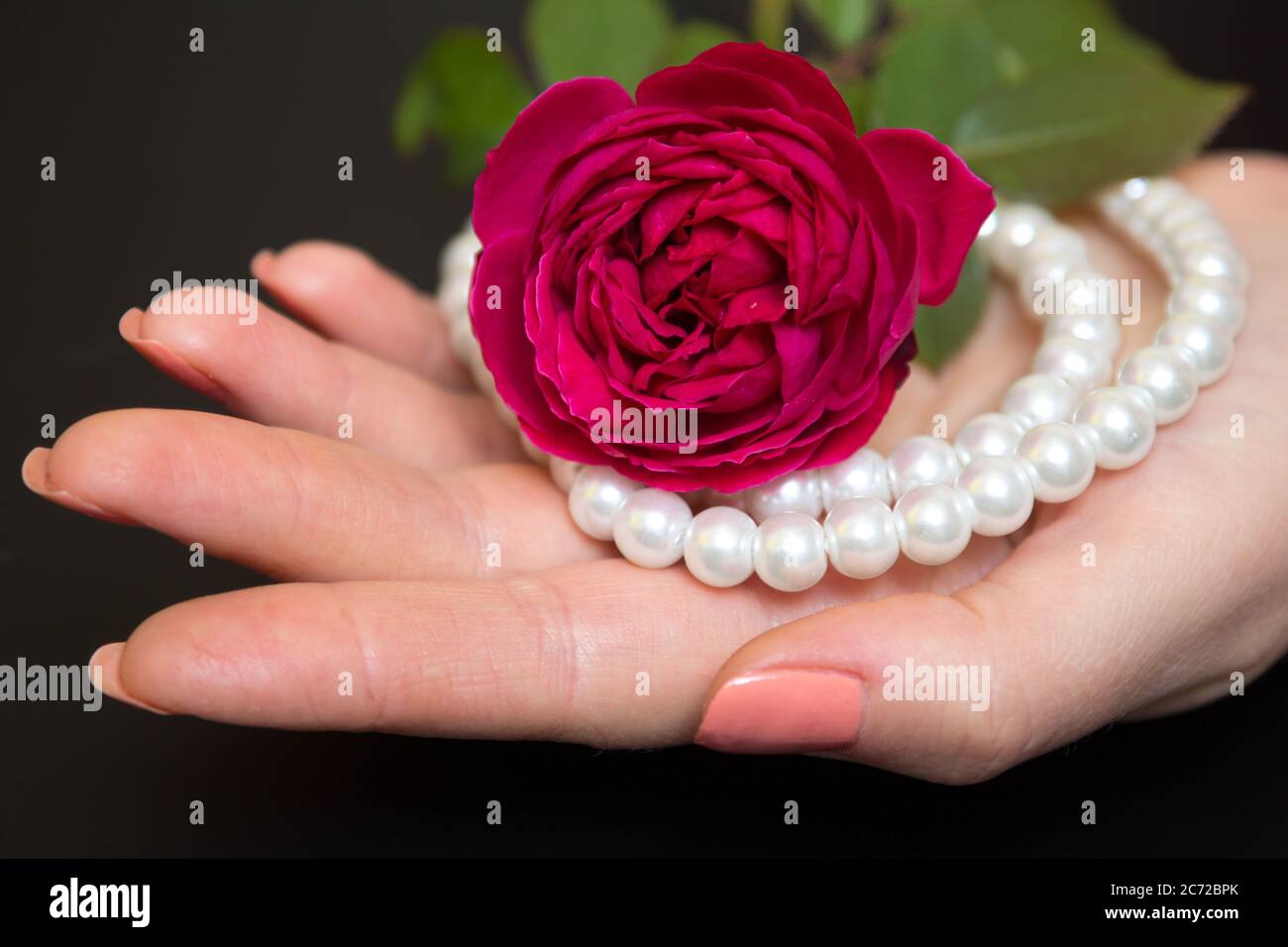 Bella rosa rossa con perle in una mano femminile su uno sfondo nero Foto Stock