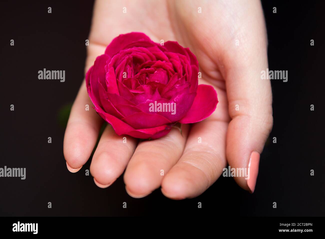 Bella rosa rossa in una mano femminile su uno sfondo nero Foto Stock