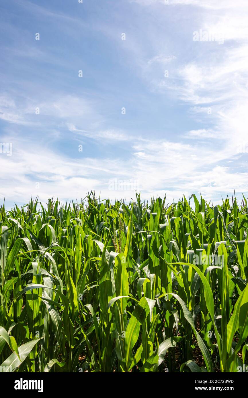 Campo di coltivazione di mais. Foto Stock