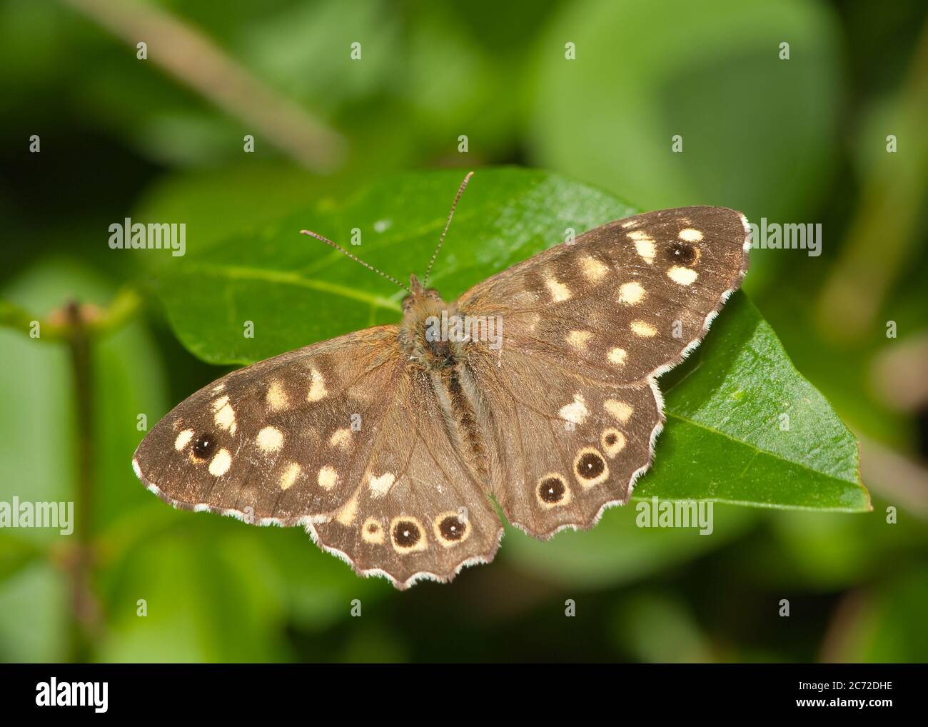 parage aegeria ha macchiato farfalla di legno su privit Foto Stock