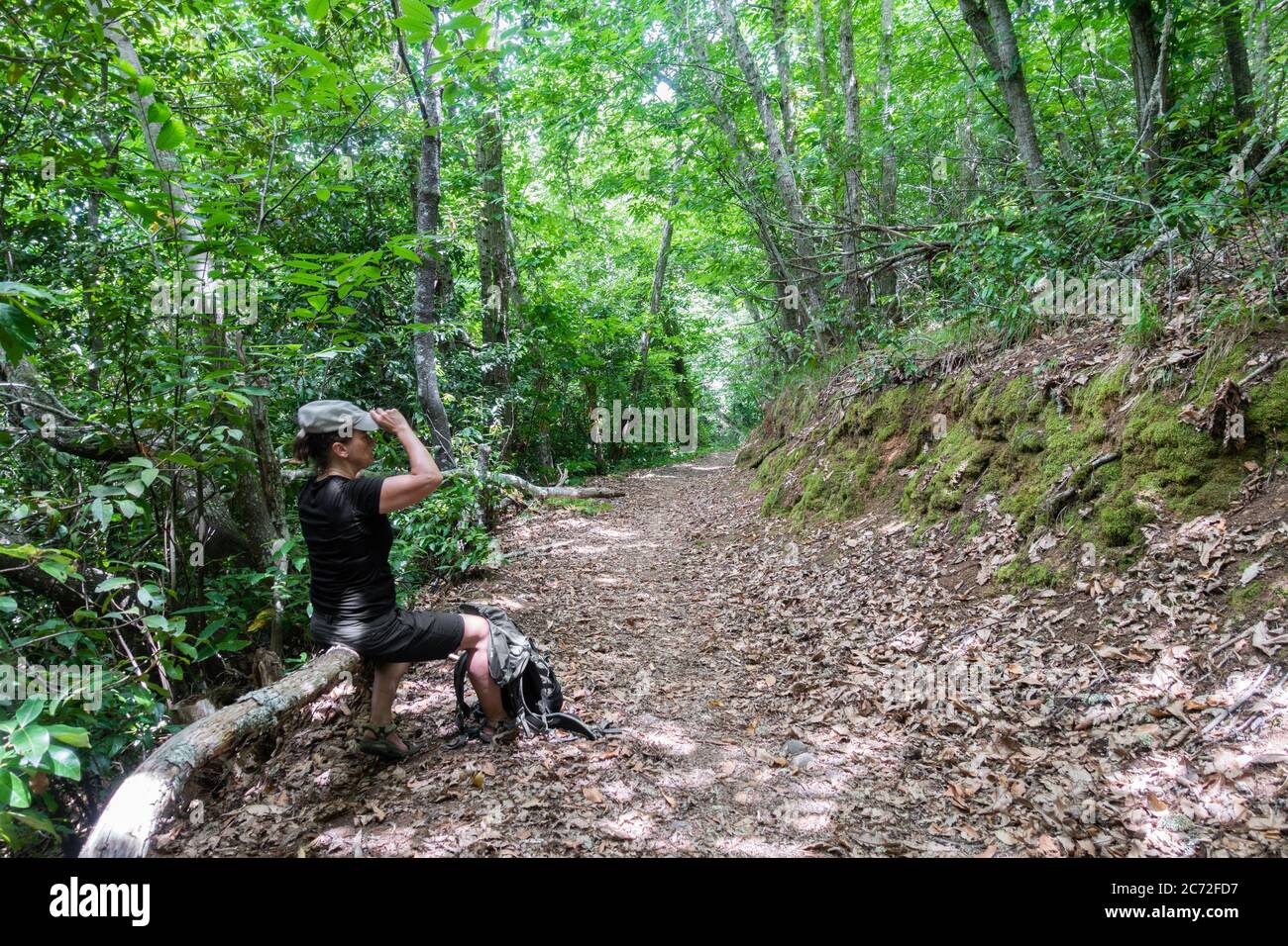 Donna escursionista sotto la foresta baldacchino. Foresta di balneazione, shinrin yoku. Foto Stock