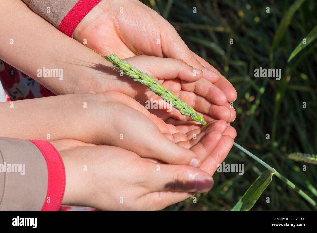 Conservazione della natura. Capretto e madre prendono la pianta di cura. Concetto di ecologia. Il tocco amorevole dei picchi Foto Stock