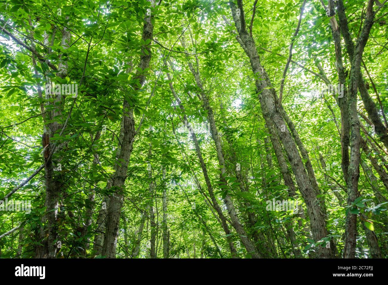 Alberi baldacchino in foresta. Foresta di balneazione, shinrin yoku. Foto Stock