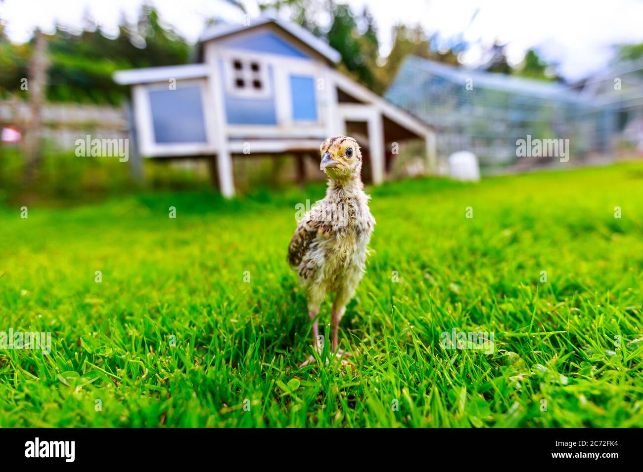 Un piccolo pulcino fagiano di fronte a una casa di pollo blu Foto Stock