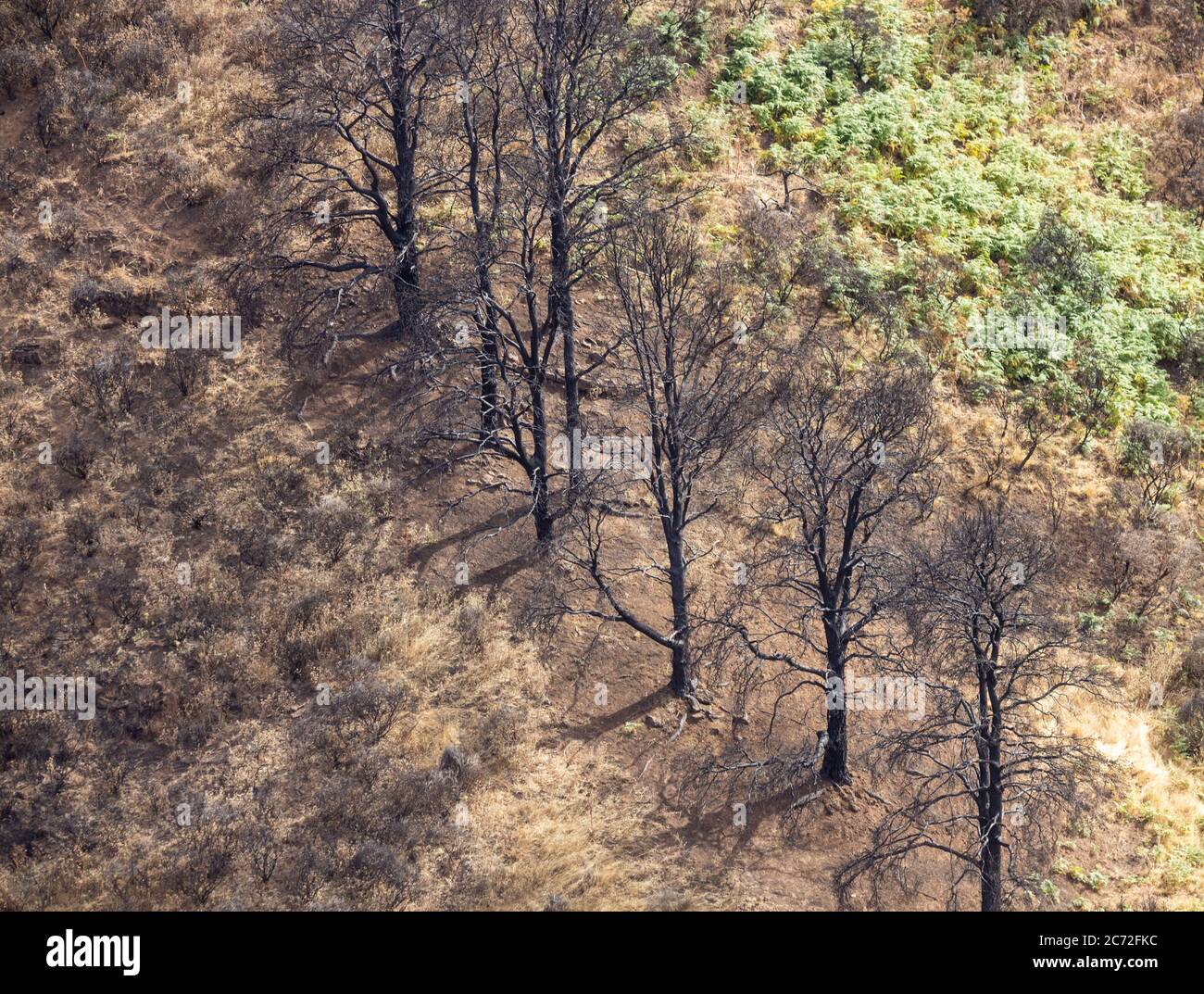 Un incendio nella foresta ha danneggiato i pini di Gran Canaria, Isole Canarie, Spagna Foto Stock