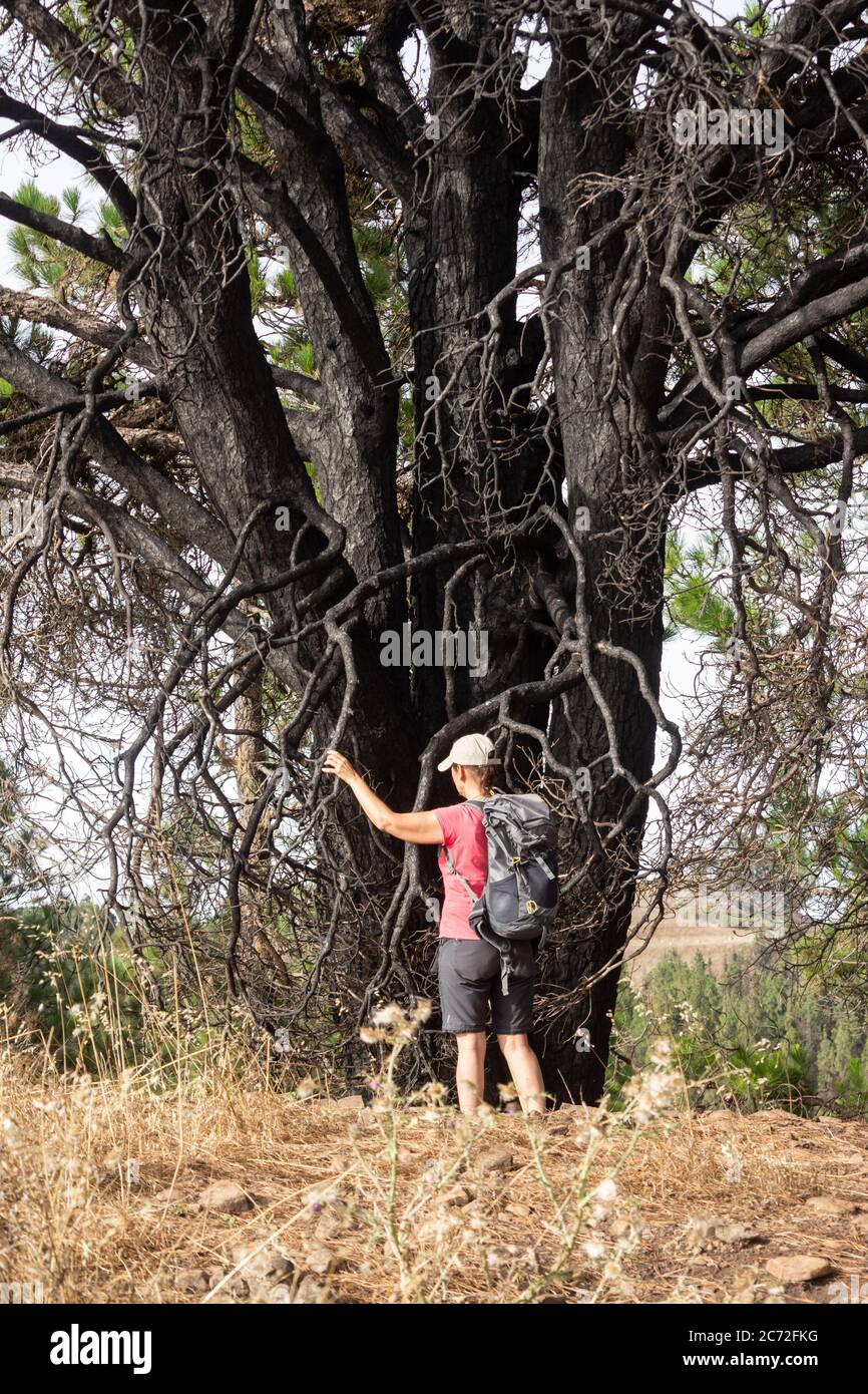 Un incendio nella foresta ha danneggiato i pini di Gran Canaria, Isole Canarie, Spagna Foto Stock