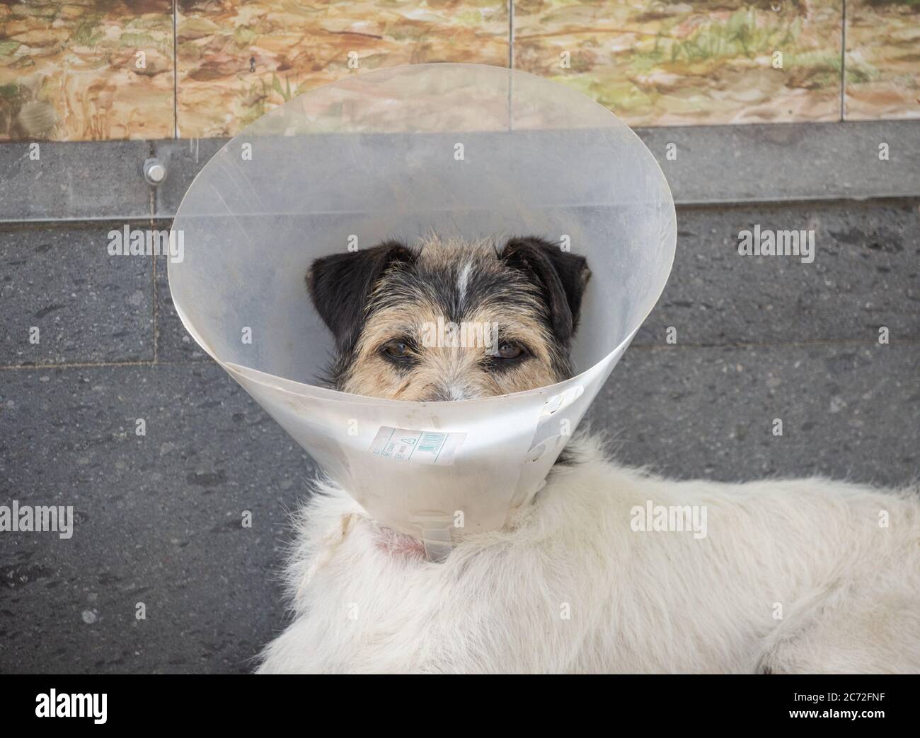 Cane che indossa plastica, collare elisabettiano protettivo in villaggio in Spagna Foto Stock