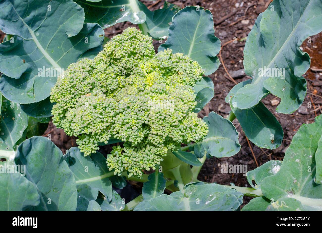 Primo piano di una testa di broccoli grwoing in giardino Foto Stock