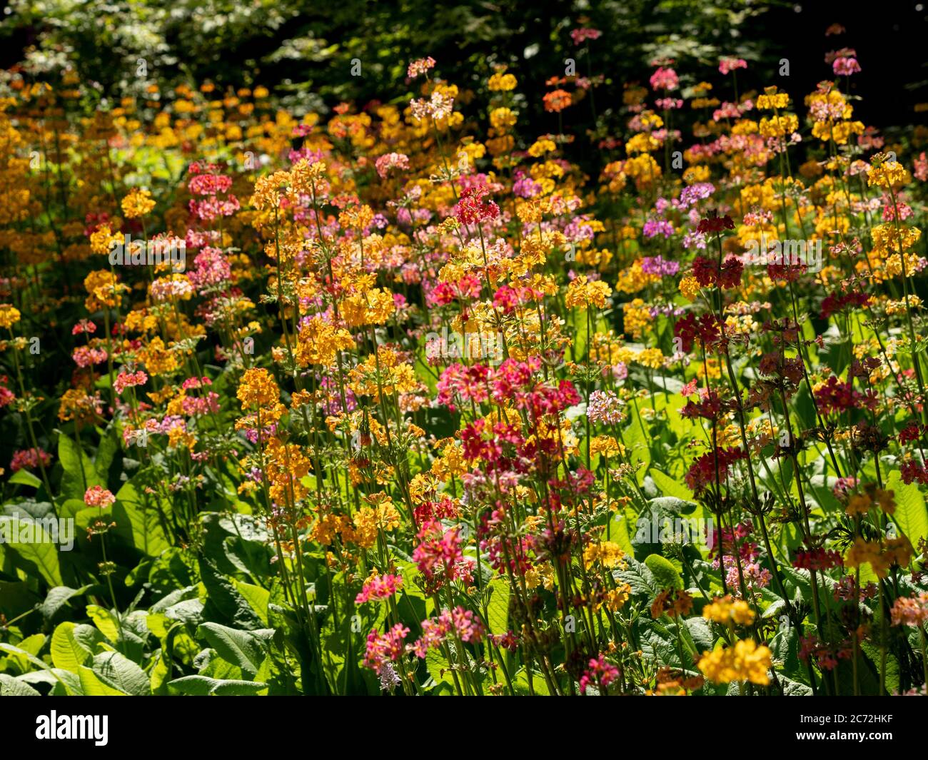 Candelabra Primula retroilluminata che cresce in un giardino. Foto Stock