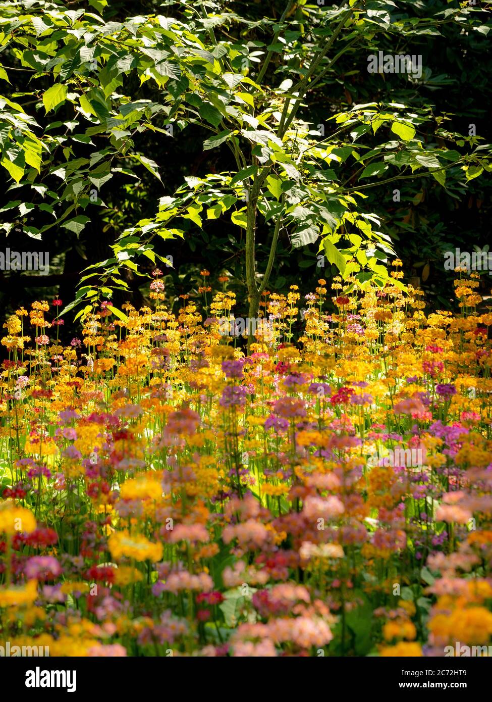 Piccolo albero retroilluminato cresciuto tra Candelabra Primula in un giardino. Foto Stock