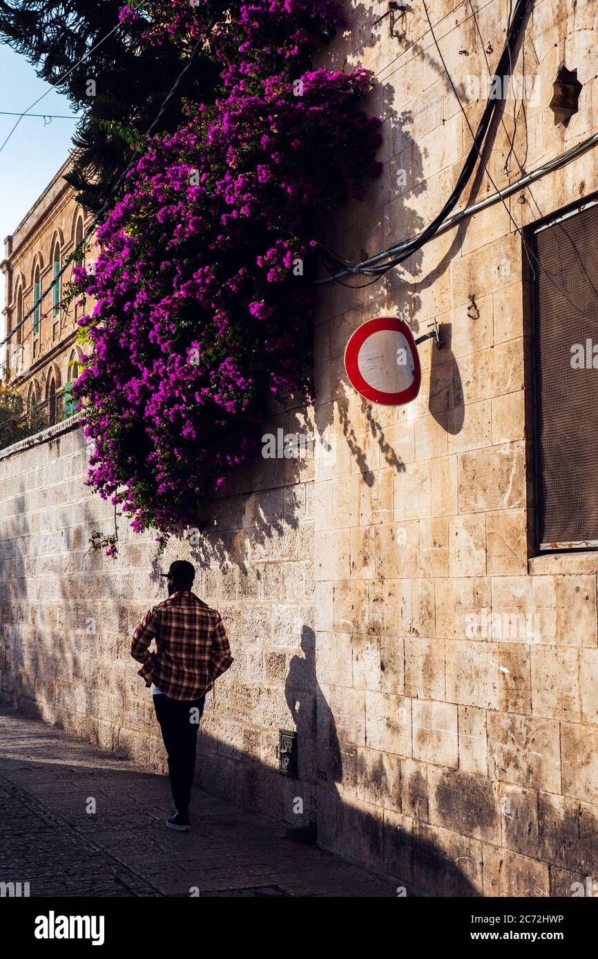 Fiore viola sulle mura, città di Gerusalemme Israele. Foto Stock