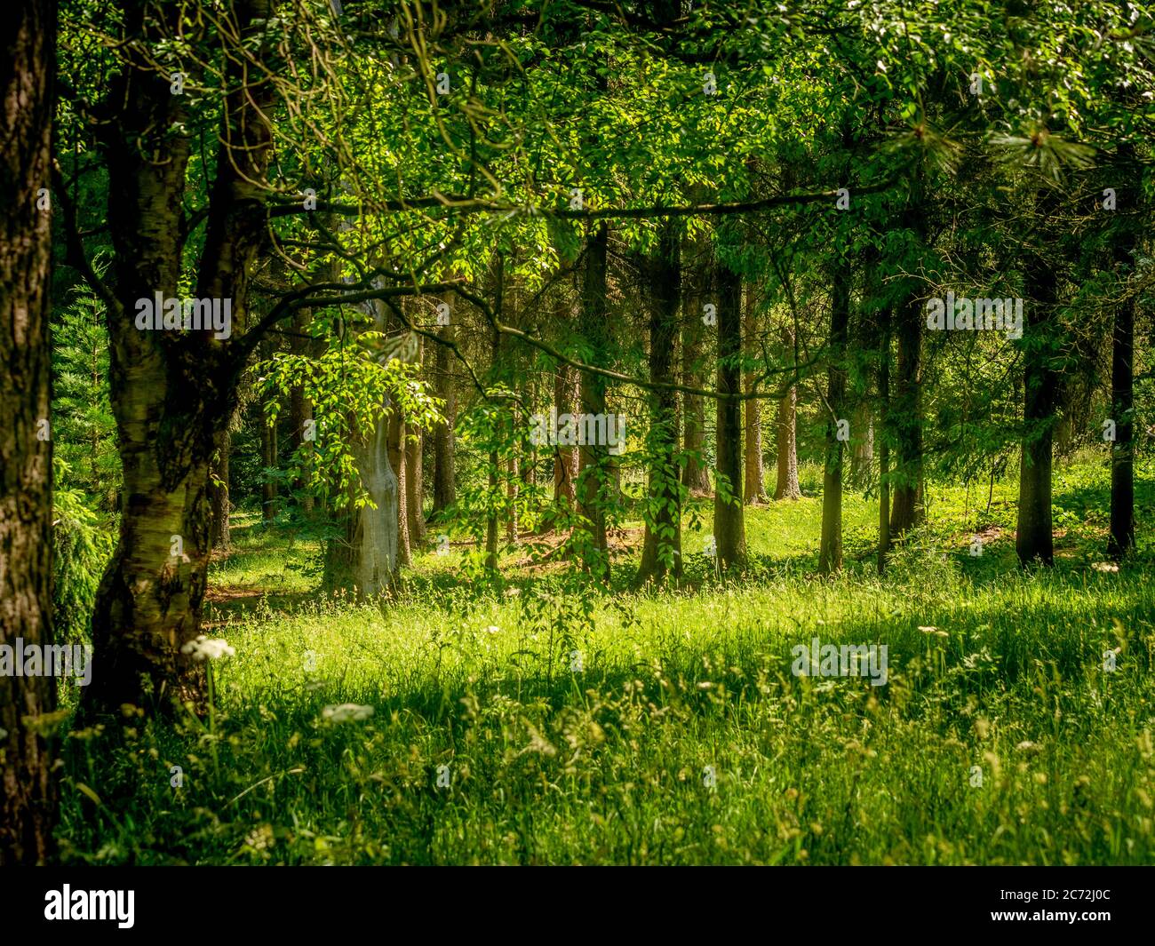 Luce solare che passa attraverso una foresta. Foto Stock