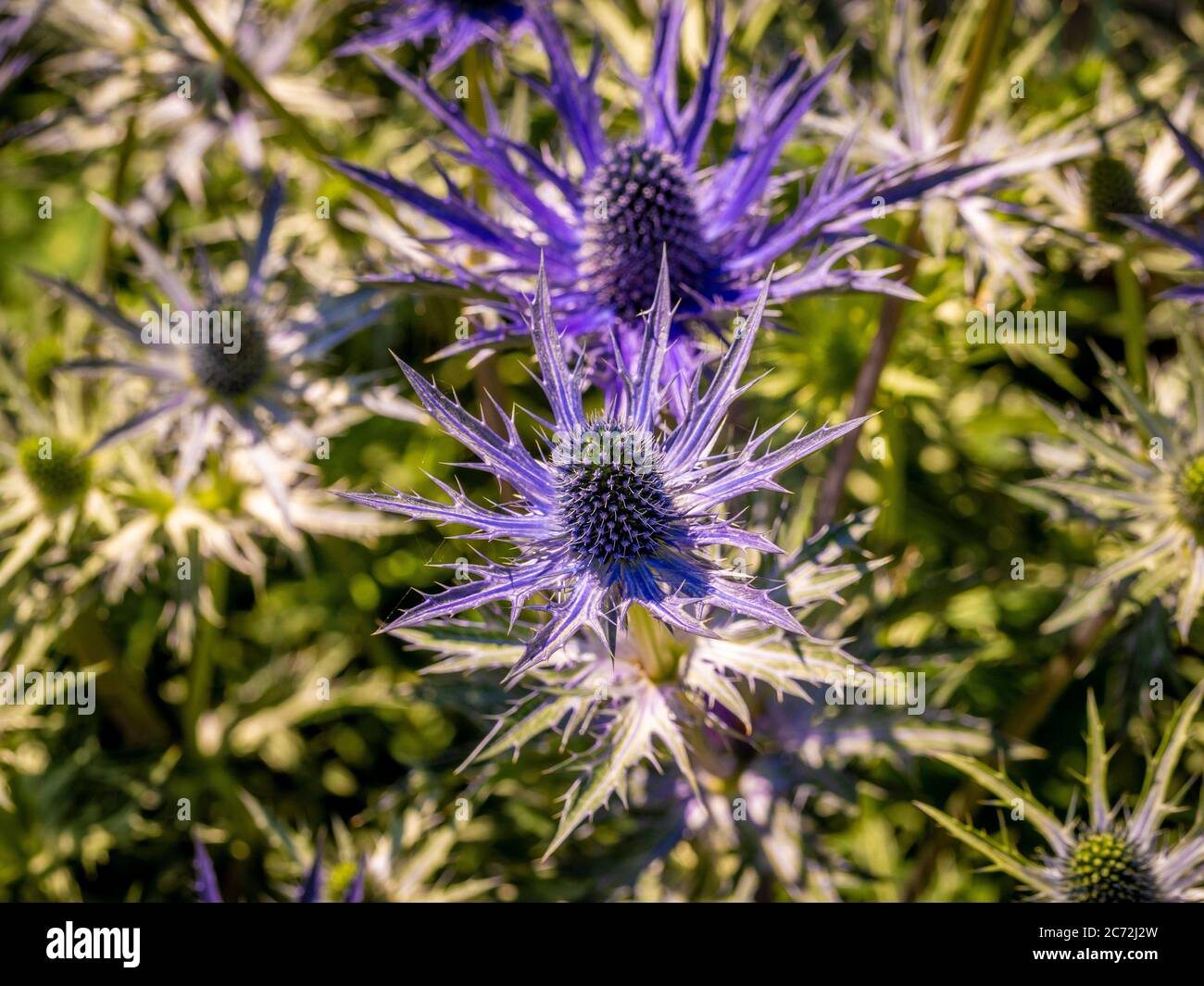 Fiori blu spiky di Eryngium che crescono in un giardino. Foto Stock