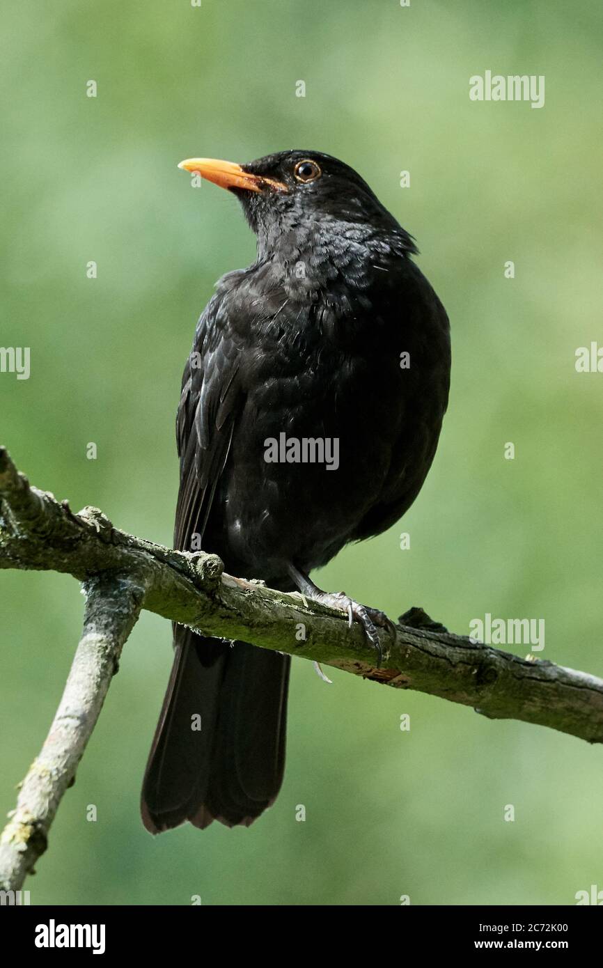 Blackbird (Turdus merula) arroccato su un ramo di alberi a Bispingen, Germania Foto Stock