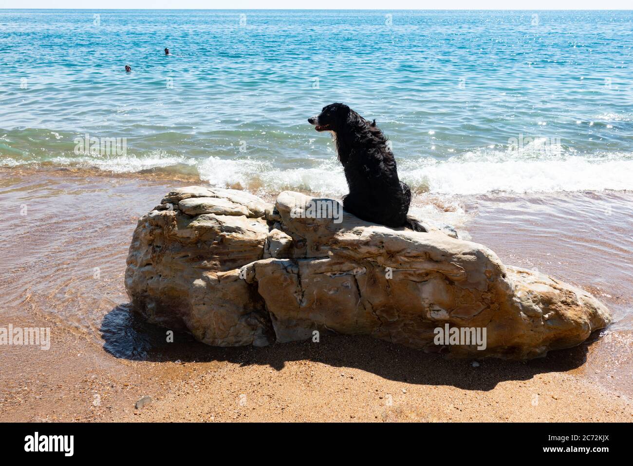 Un cane collie di confine seduto su una roccia, mentre i suoi proprietari nuotare in mare, Regno Unito Foto Stock