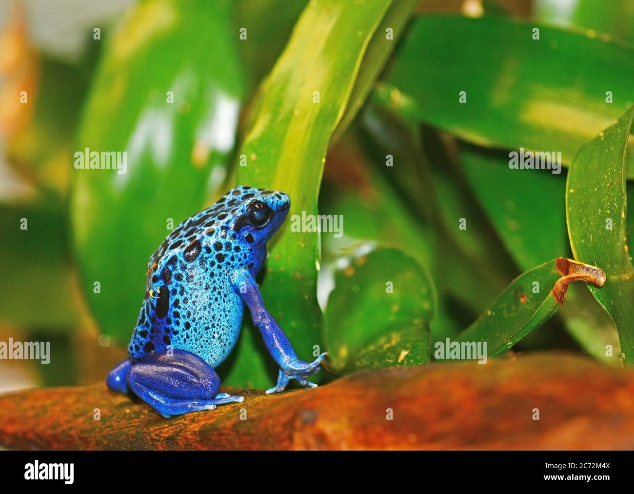 Blue poison dart frog Foto Stock