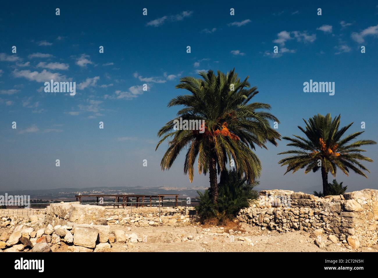 Palme grasse, antica città di Megiddo Israele. Foto Stock