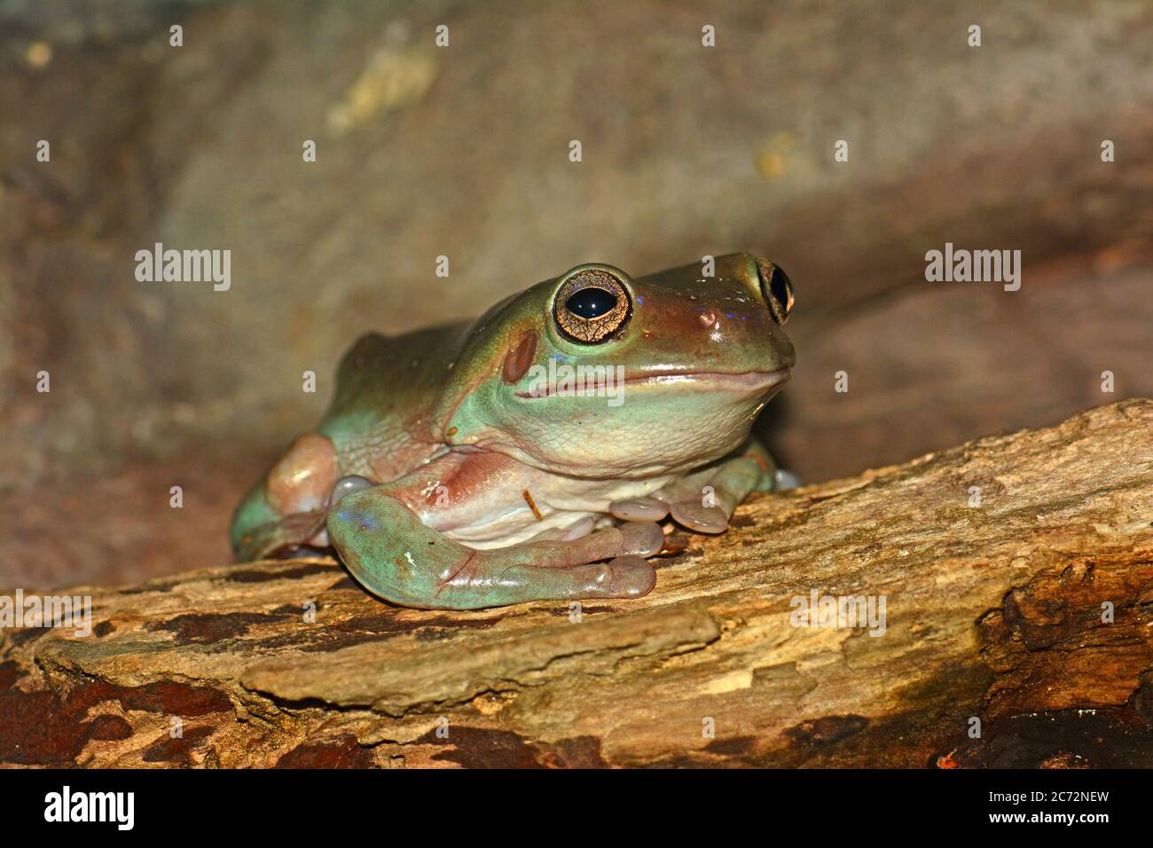Rana verde australiana - Litoria caerulea Foto Stock