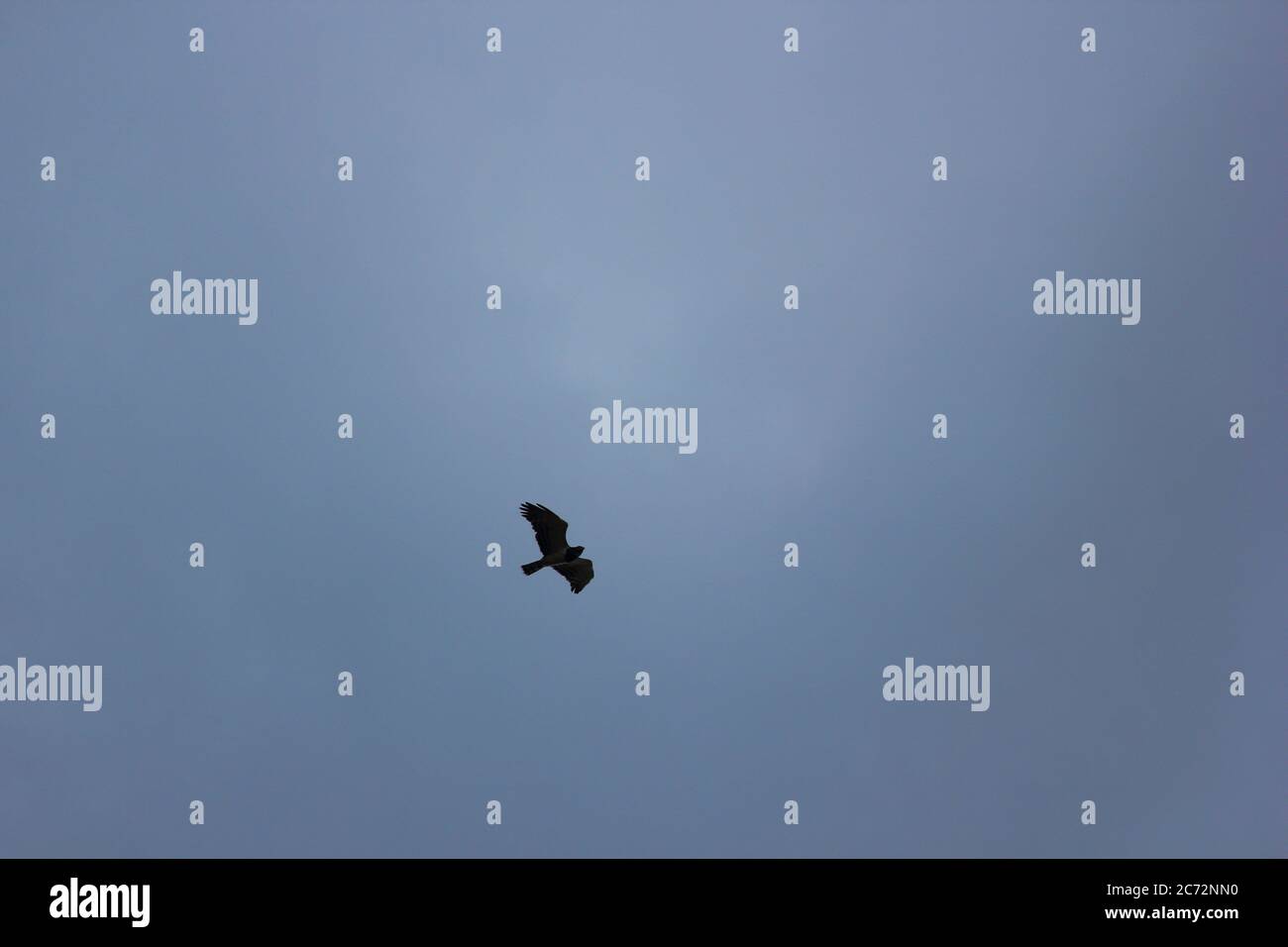 Flying Eagle con il cielo scuro Foto Stock