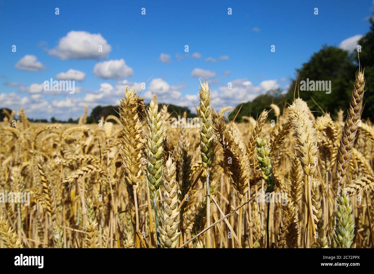 Vista ad angolo basso sul campo di grano maturo contro il cielo blu con le nuvole di cumuli in estate - Germania (fuoco sulle teste in primo piano) Foto Stock