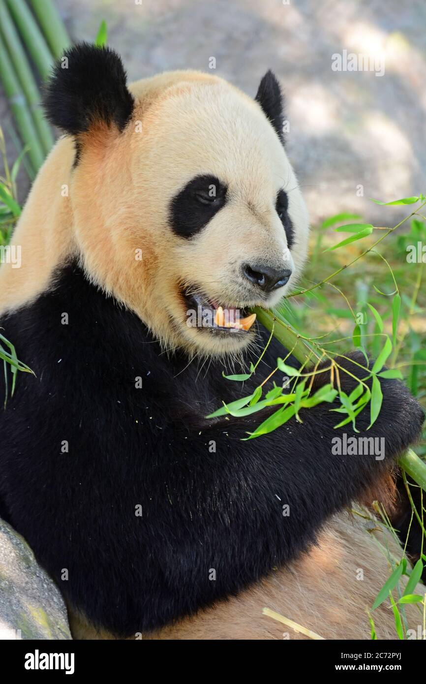 Panda gigante mangia bambù Foto Stock
