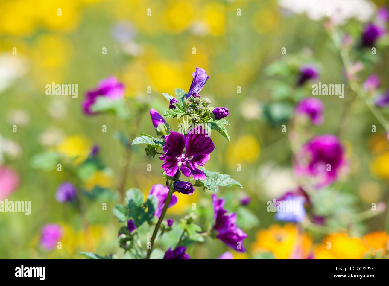Primo piano di fiori viola isolati (malva pusilla) in campo di fiori selvatici. Fiori gialli sfocati (anthmeis orientalis) sfondo. (focus sulla parte superiore del pl Foto Stock