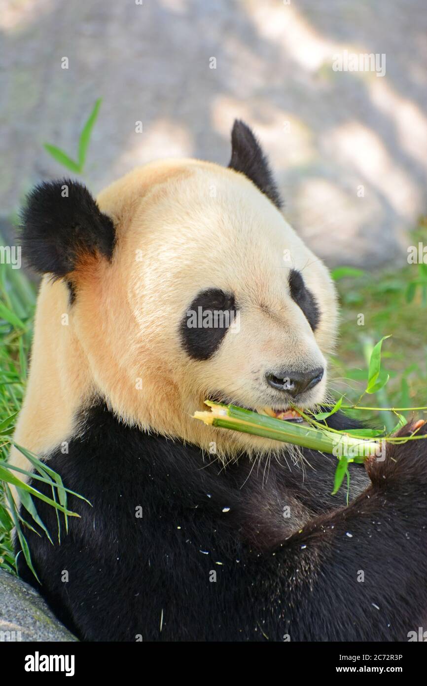 Panda gigante mangia bambù Foto Stock
