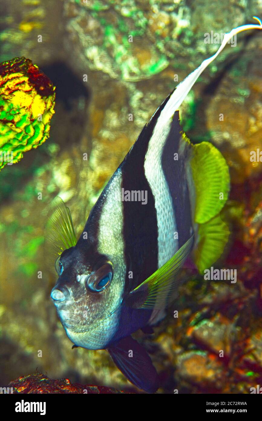 Pesce corallino (Heniochus acuminatus), Foto Stock