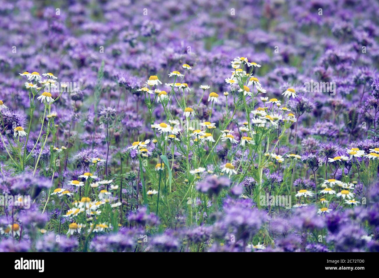 Matricaria chamomilla su fiori selvatici prato-camomilla sul campo. Fiori selvatici in fiore durante l'estate Foto Stock