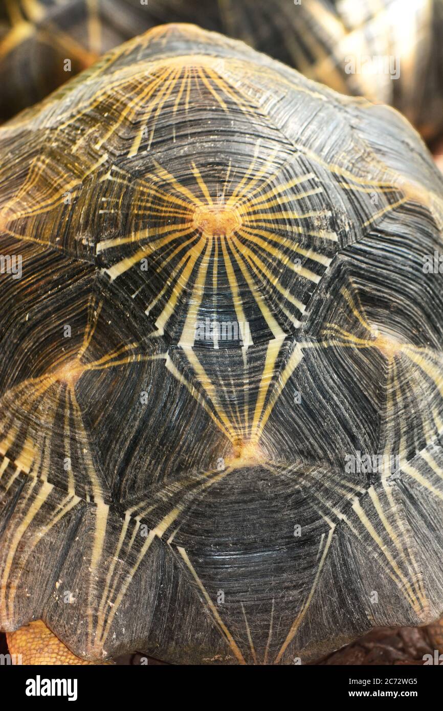 Modello shell tartaruga Foto Stock